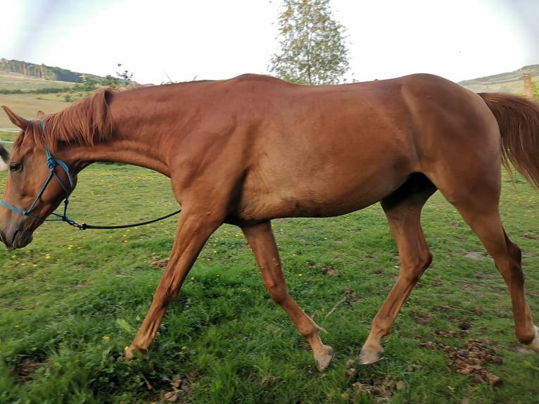 Hanoverian Gelding 4 years 16,1 hh Chestnut-Red in Herscheid