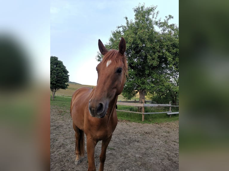 Hanoverian Gelding 4 years 16,1 hh Chestnut-Red in Herscheid