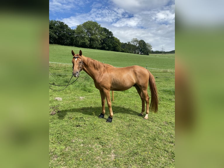 Hanoverian Gelding 4 years 16,1 hh Chestnut-Red in Herscheid