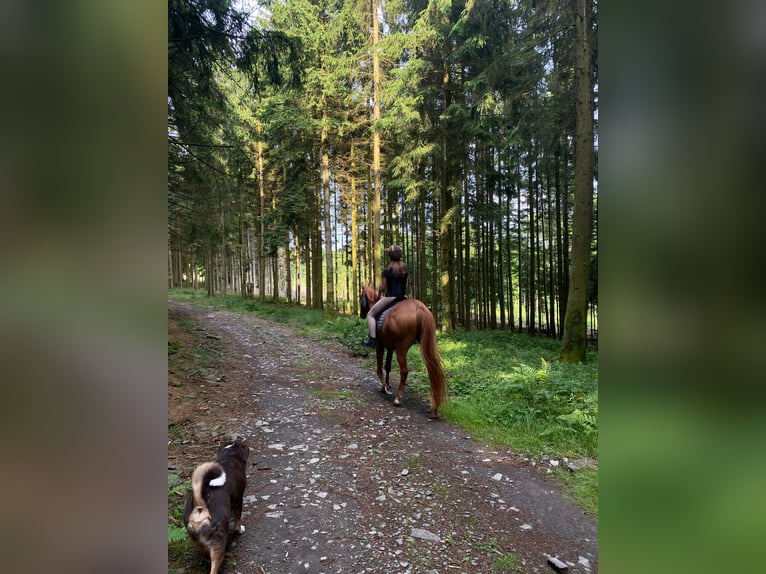 Hanoverian Gelding 4 years 16,1 hh Chestnut-Red in Herscheid