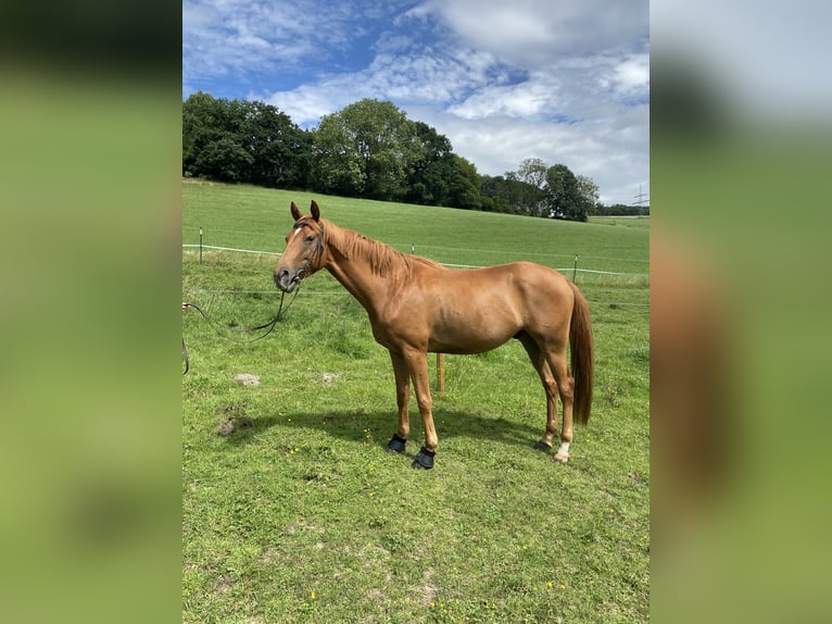Hanoverian Gelding 4 years 16,1 hh Chestnut-Red in Herscheid