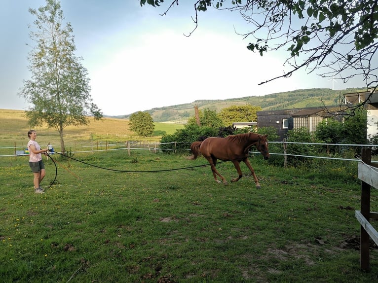 Hanoverian Gelding 4 years 16,1 hh Chestnut-Red in Herscheid