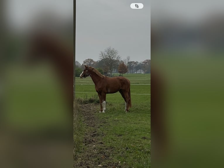 Hanoverian Gelding 4 years 16,1 hh Chestnut-Red in Gütersloh