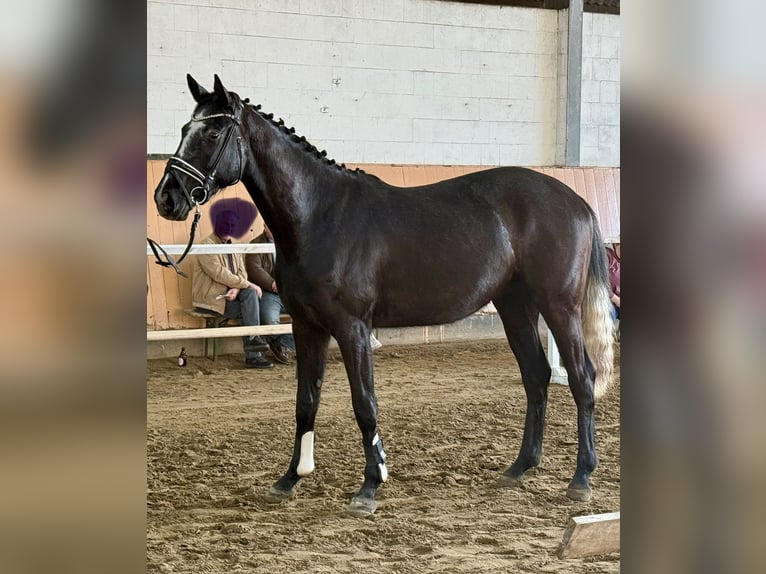 Hanoverian Gelding 4 years 16,1 hh Grey-Dapple in Deinstedt