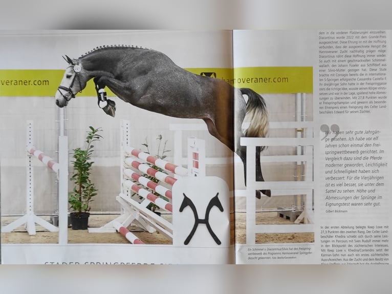 Hanoverian Gelding 4 years 16,1 hh Grey in Schiffdorf