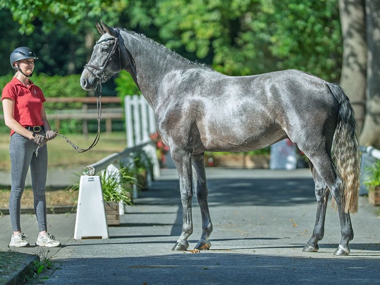 Hanoverian Gelding 4 years 16,1 hh Grey in M&#xFC;nster-Handorf