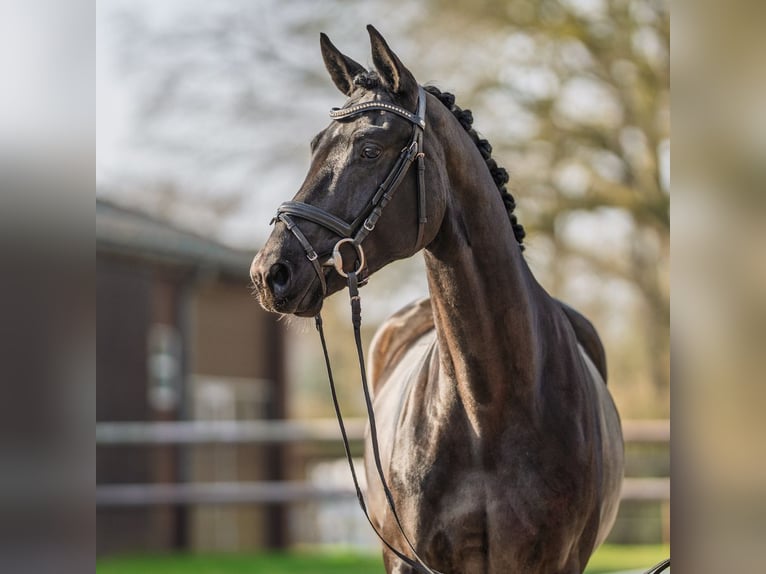 Hanoverian Gelding 4 years 16,1 hh Smoky-Black in Münster-Handorf