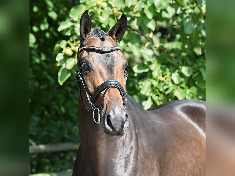 Hanoverian Gelding 4 years 16,2 hh Bay-Dark in Bad Bevensen