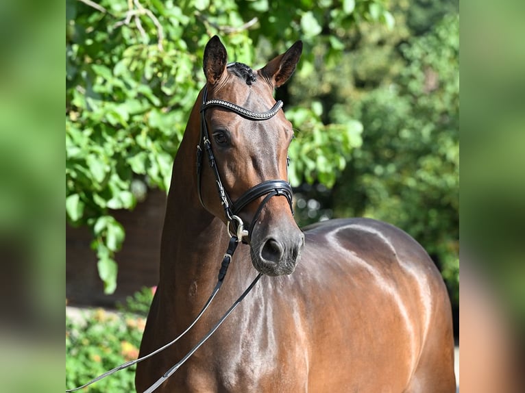 Hanoverian Gelding 4 years 16,2 hh Bay-Dark in Bad Bevensen