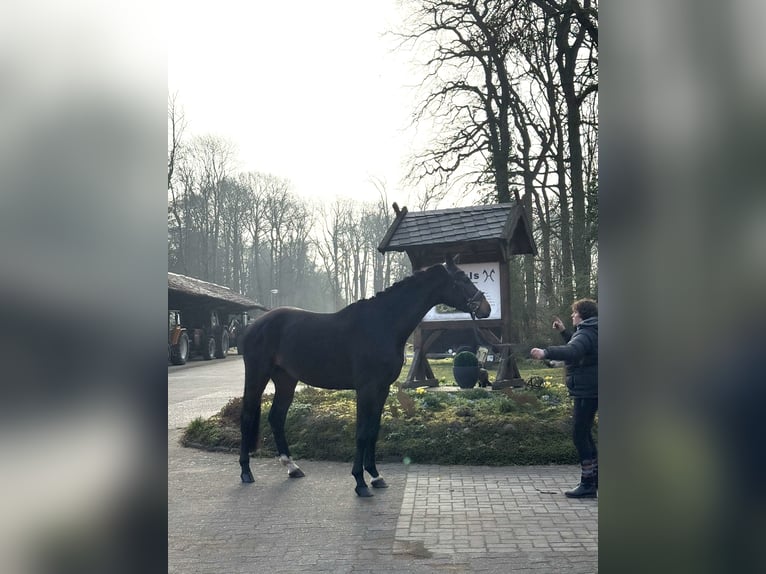 Hanoverian Gelding 4 years 16,2 hh Bay-Dark in Borstel