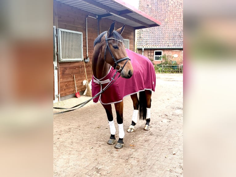 Hanoverian Gelding 4 years 16,2 hh Bay-Dark in Kirchlinteln