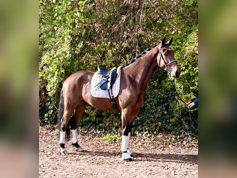 Hanoverian Gelding 4 years 16,2 hh Bay-Dark in Kirchlinteln