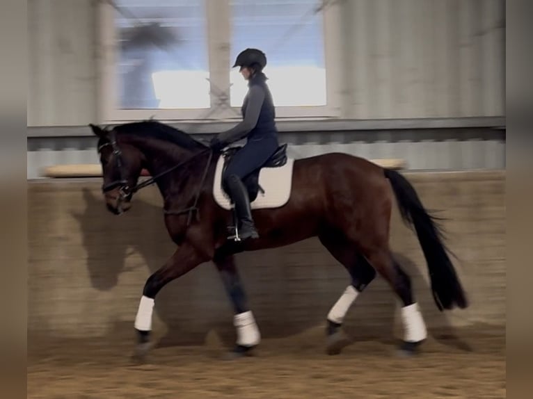 Hanoverian Gelding 4 years 16,2 hh Bay-Dark in Kevelaer