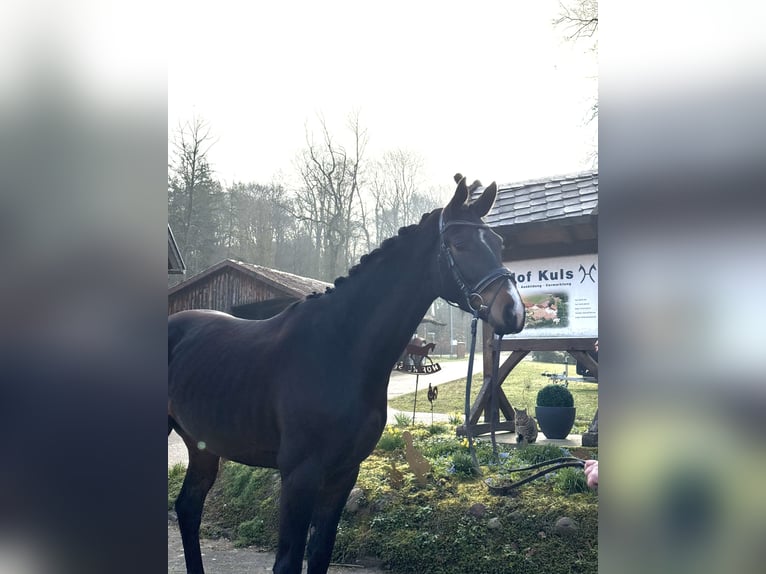 Hanoverian Gelding 4 years 16,2 hh Bay-Dark in Borstel