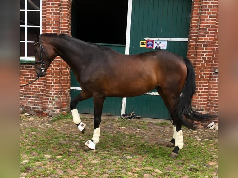 Hanoverian Gelding 4 years 16,2 hh Bay-Dark in Schiffdorf