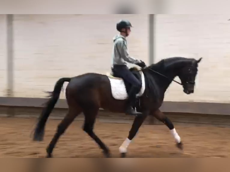 Hanoverian Gelding 4 years 16,2 hh Bay-Dark in Schiffdorf