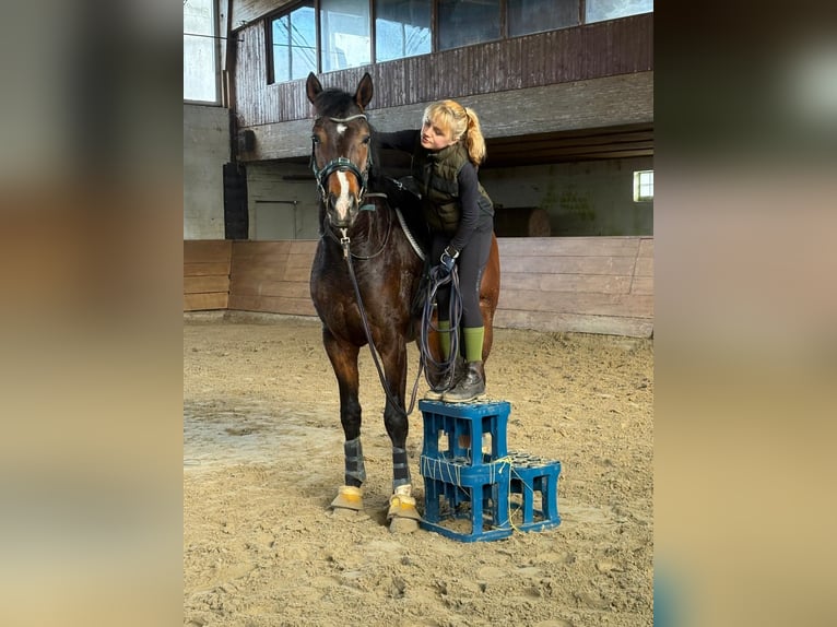Hanoverian Gelding 4 years 16,2 hh Bay-Dark in Bovenden