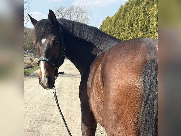 Hanoverian Gelding 4 years 16,2 hh Bay-Dark in Bovenden