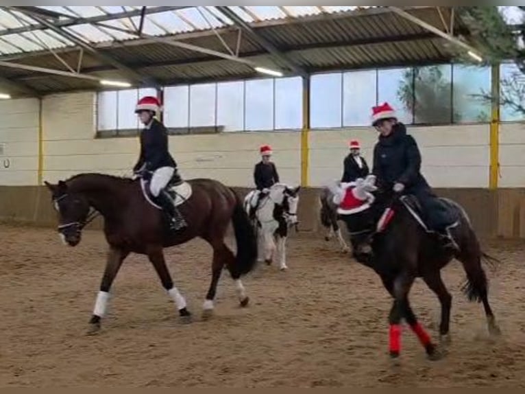 Hanoverian Gelding 4 years 16,2 hh Bay-Dark in Braunschweig