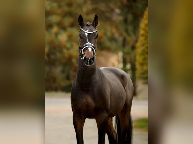 Hanoverian Gelding 4 years 16,2 hh Bay-Dark in Vechta