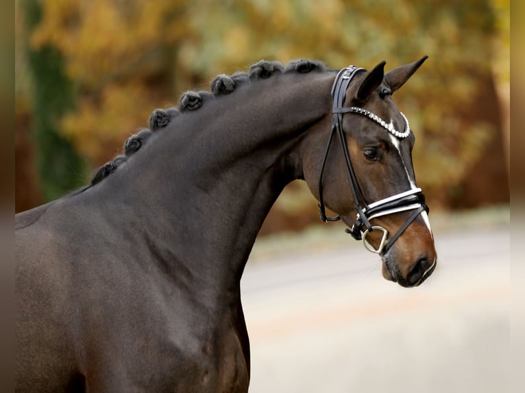 Hanoverian Gelding 4 years 16,2 hh Bay-Dark in Vechta