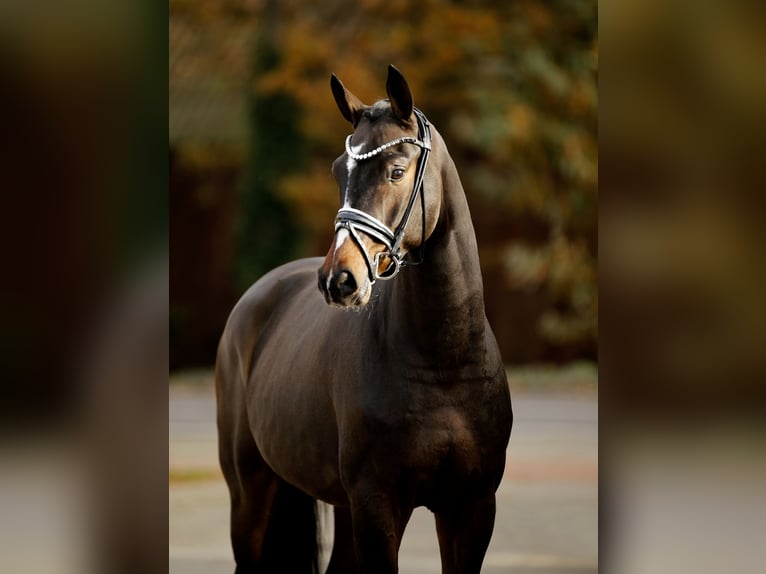 Hanoverian Gelding 4 years 16,2 hh Bay-Dark in Vechta