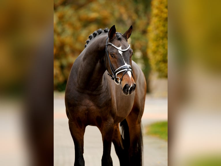 Hanoverian Gelding 4 years 16,2 hh Bay-Dark in Vechta