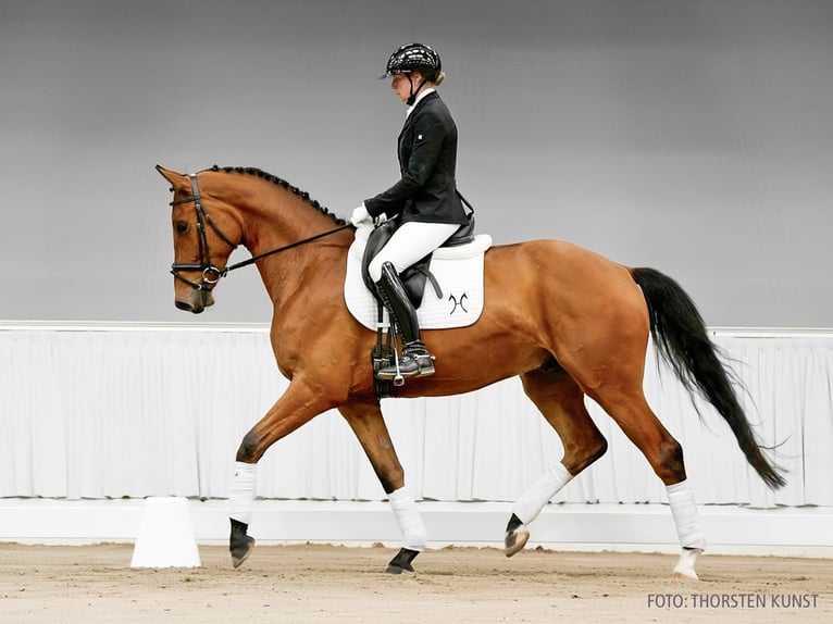 Hanoverian Gelding 4 years 16,2 hh Bay-Dark in Verden