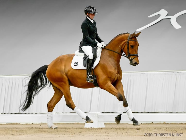 Hanoverian Gelding 4 years 16,2 hh Bay-Dark in Verden