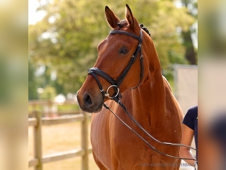 Hanoverian Gelding 4 years 16,2 hh Bay-Dark in Verden