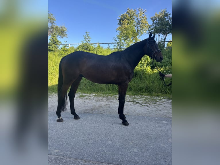 Hanoverian Gelding 4 years 16,2 hh Bay-Dark in Zell am Moos Hanoverian Gelding 4 years 16,2 hh Bay-Dark in Zell am Moos