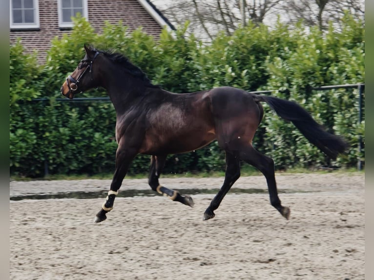 Hanoverian Gelding 4 years 16,2 hh Bay-Dark in Someren