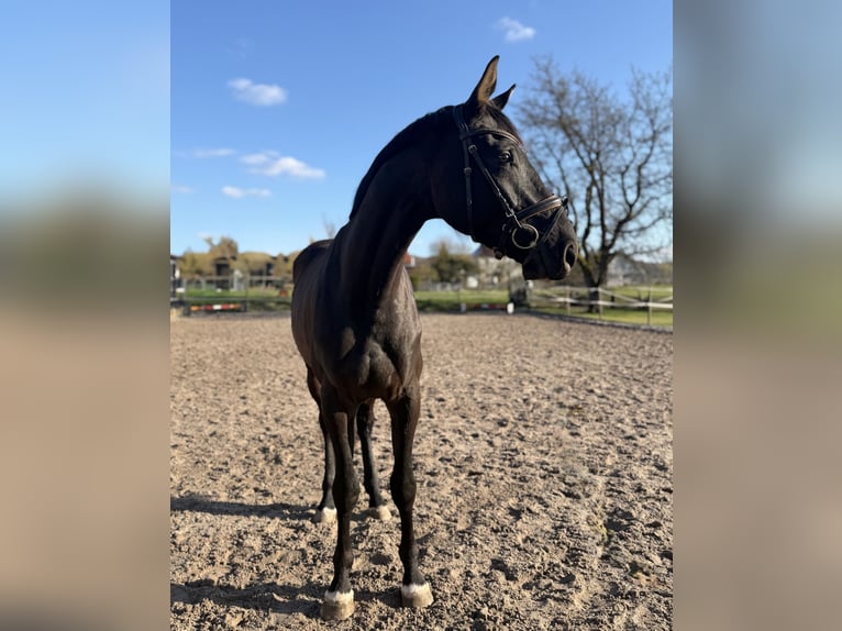 Hanoverian Gelding 4 years 16,2 hh Black in Dransfeld
