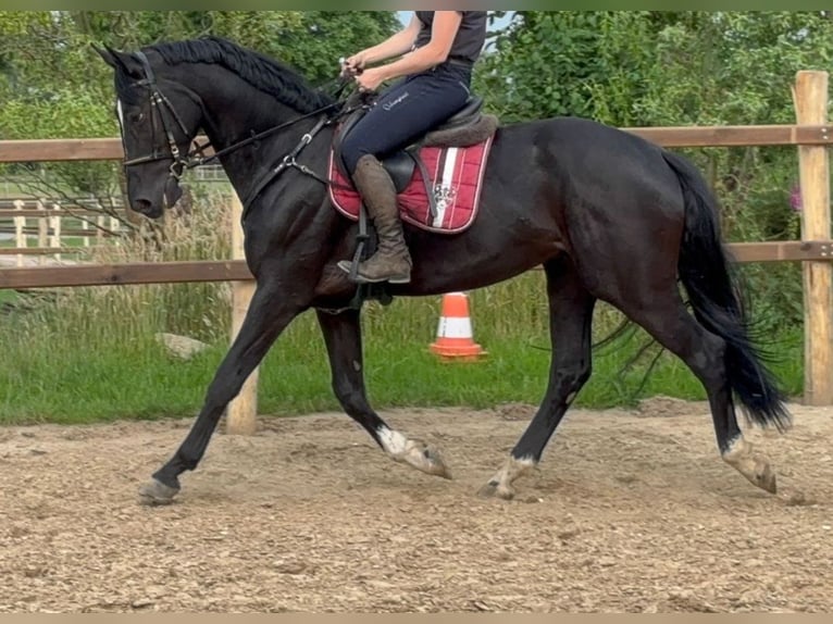 Hanoverian Gelding 4 years 16,2 hh Black in Achim