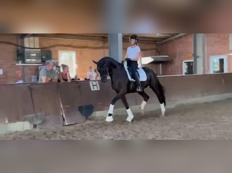 Hanoverian Gelding 4 years 16,2 hh Black in Minden