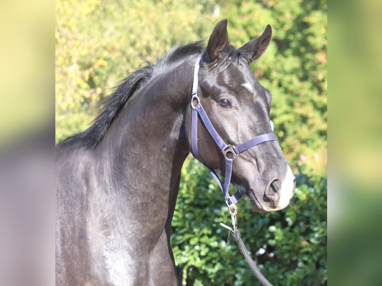 Hanoverian Gelding 4 years 16,2 hh Black in Selsingen