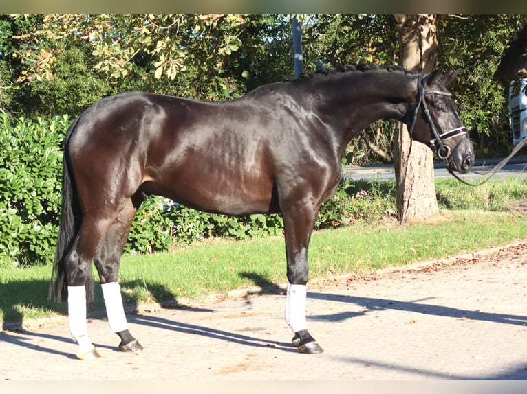 Hanoverian Gelding 4 years 16,2 hh Black in Selsingen
