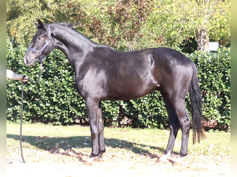 Hanoverian Gelding 4 years 16,2 hh Black in Selsingen