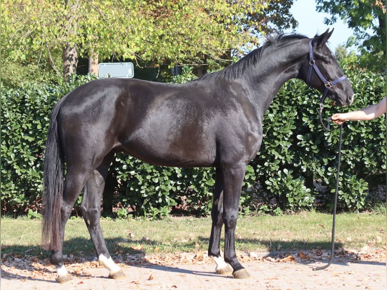 Hanoverian Gelding 4 years 16,2 hh Black in Selsingen
