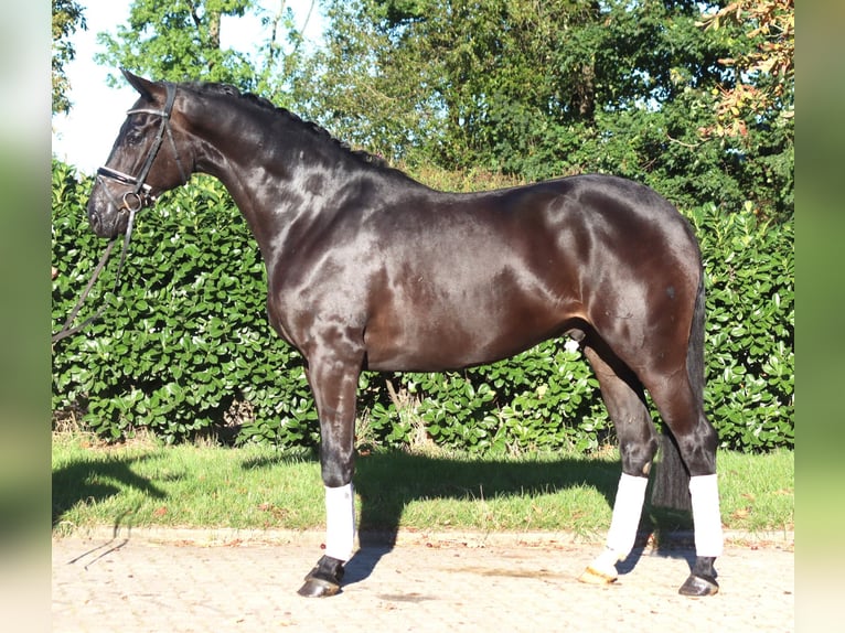 Hanoverian Gelding 4 years 16,2 hh Black in Selsingen