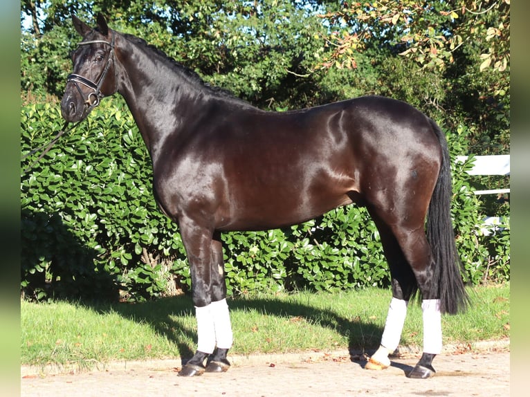 Hanoverian Gelding 4 years 16,2 hh Black in Selsingen
