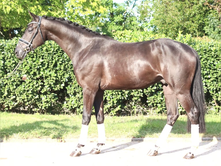 Hanoverian Gelding 4 years 16,2 hh Black in Selsingen