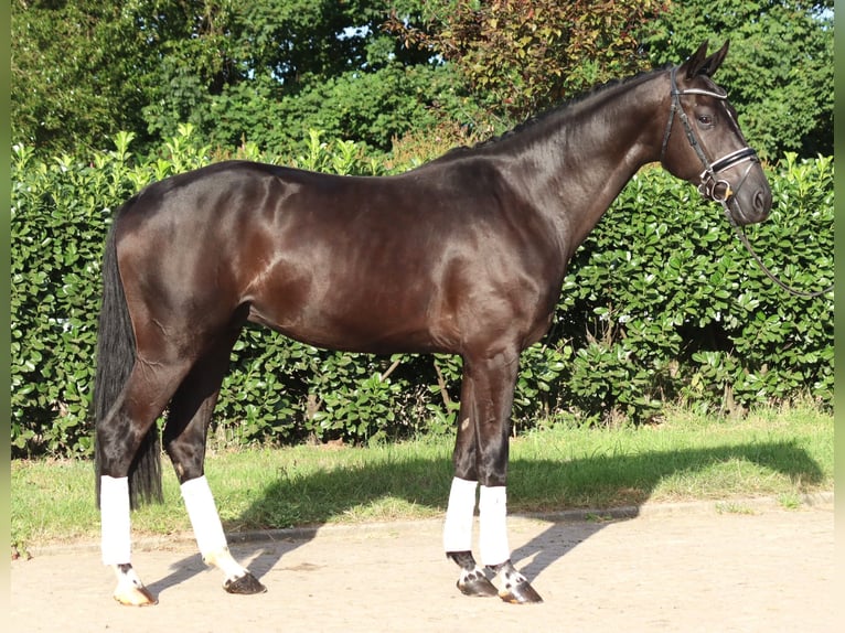 Hanoverian Gelding 4 years 16,2 hh Black in Selsingen