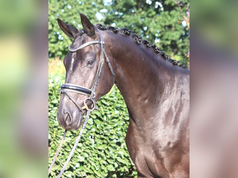 Hanoverian Gelding 4 years 16,2 hh Black in Selsingen