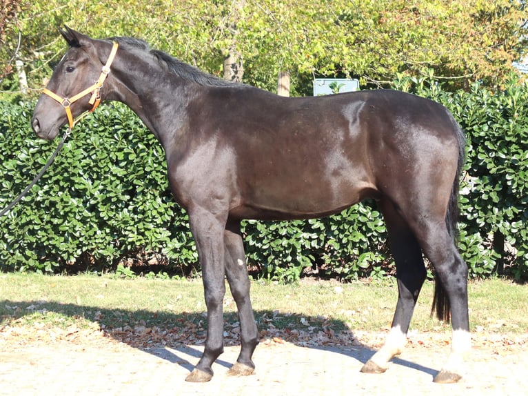 Hanoverian Gelding 4 years 16,2 hh Black in Selsingen