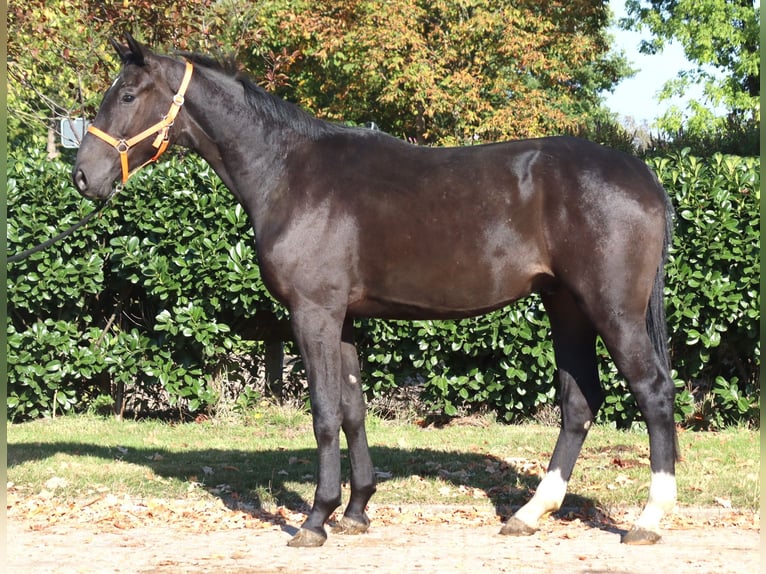 Hanoverian Gelding 4 years 16,2 hh Black in Selsingen