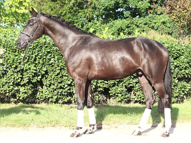Hanoverian Gelding 4 years 16,2 hh Black in Selsingen