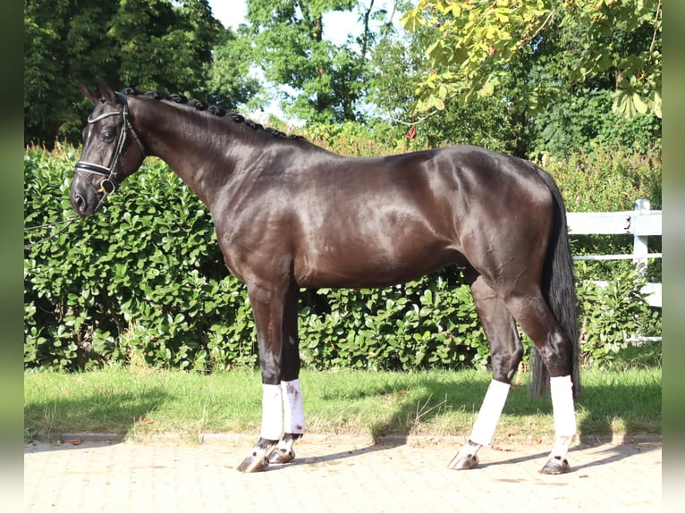 Hanoverian Gelding 4 years 16,2 hh Black in Selsingen