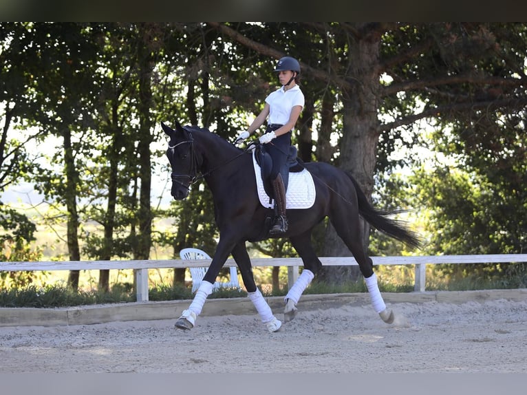 Hanoverian Gelding 4 years 16,2 hh Black in Hammersbach