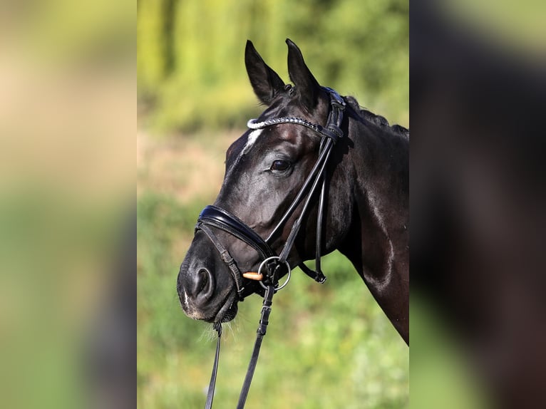 Hanoverian Gelding 4 years 16,2 hh Black in Hammersbach